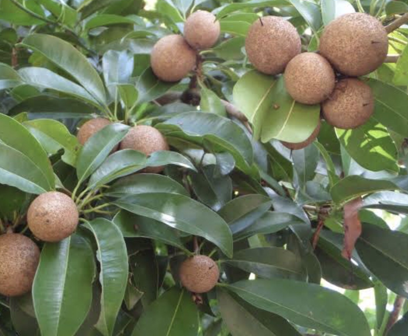 ละมุด Manillkara zapota (L. P.) Royen    <br/>SAPOTACEAE